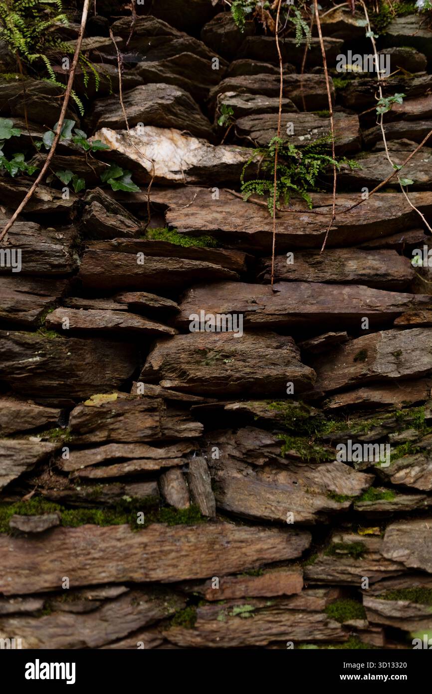 Mur de pierre sèche construit avec des dalles d'ardoise foncée en couches. Mousse verte et végétation. Construction forestière rurale traditionnelle. Environnement naturel humide. Banque D'Images