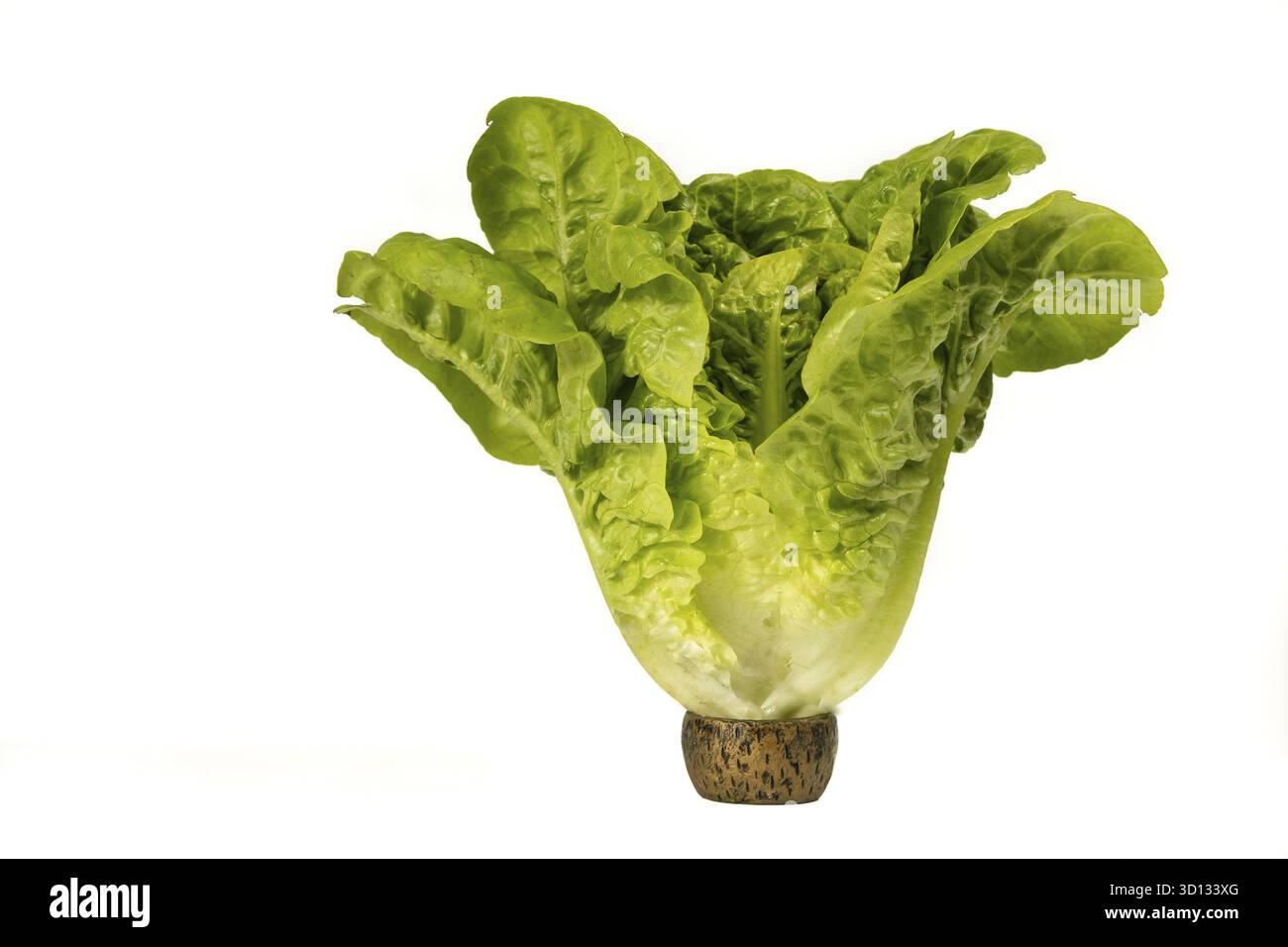 Laitue biologique sur fond blanc agriculture durable Banque D'Images