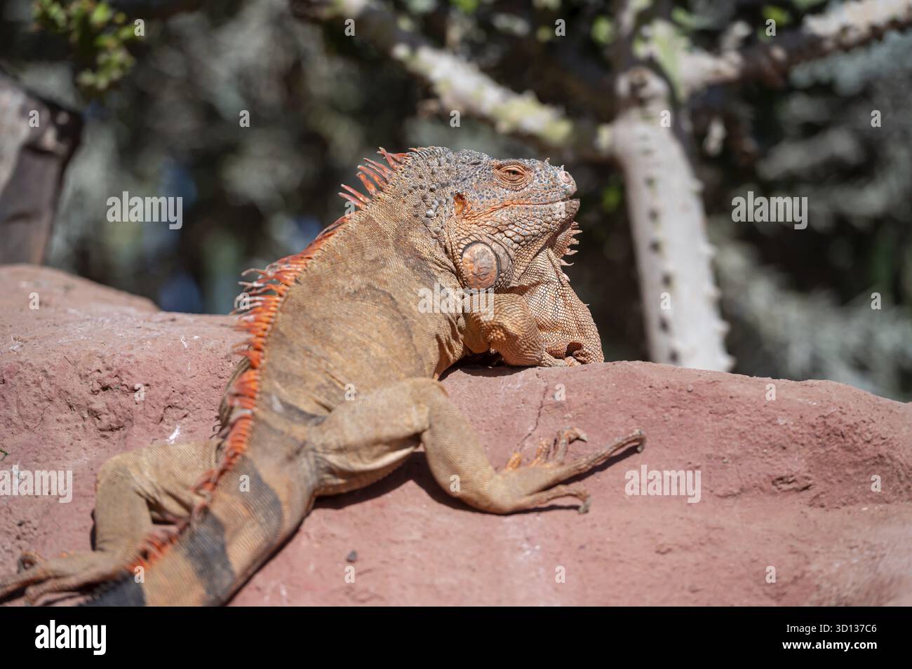 Un iguane reposant sur un rocher dans un cadre naturel avec verdure au Maroc Banque D'Images