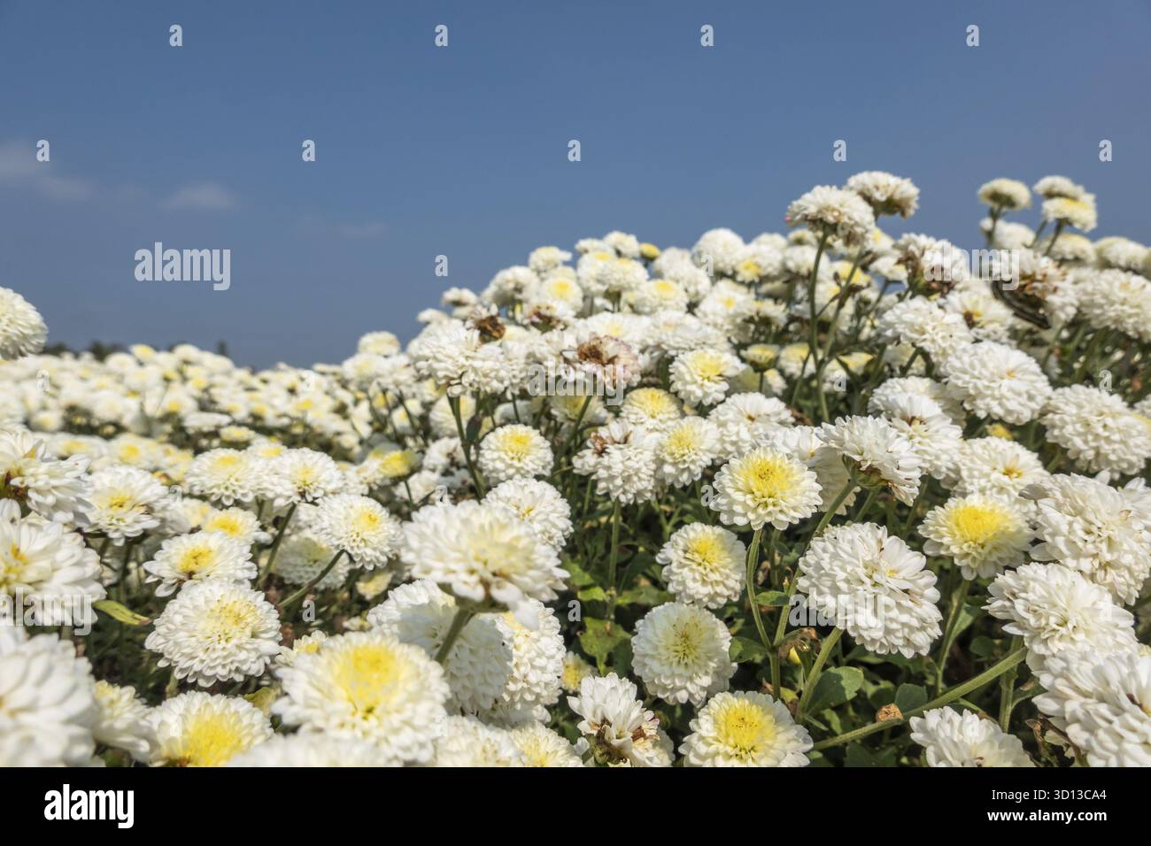 Belle ferme de chrysanthème blanc à Tongluo Township, comté de miaoli, Taiwan Banque D'Images