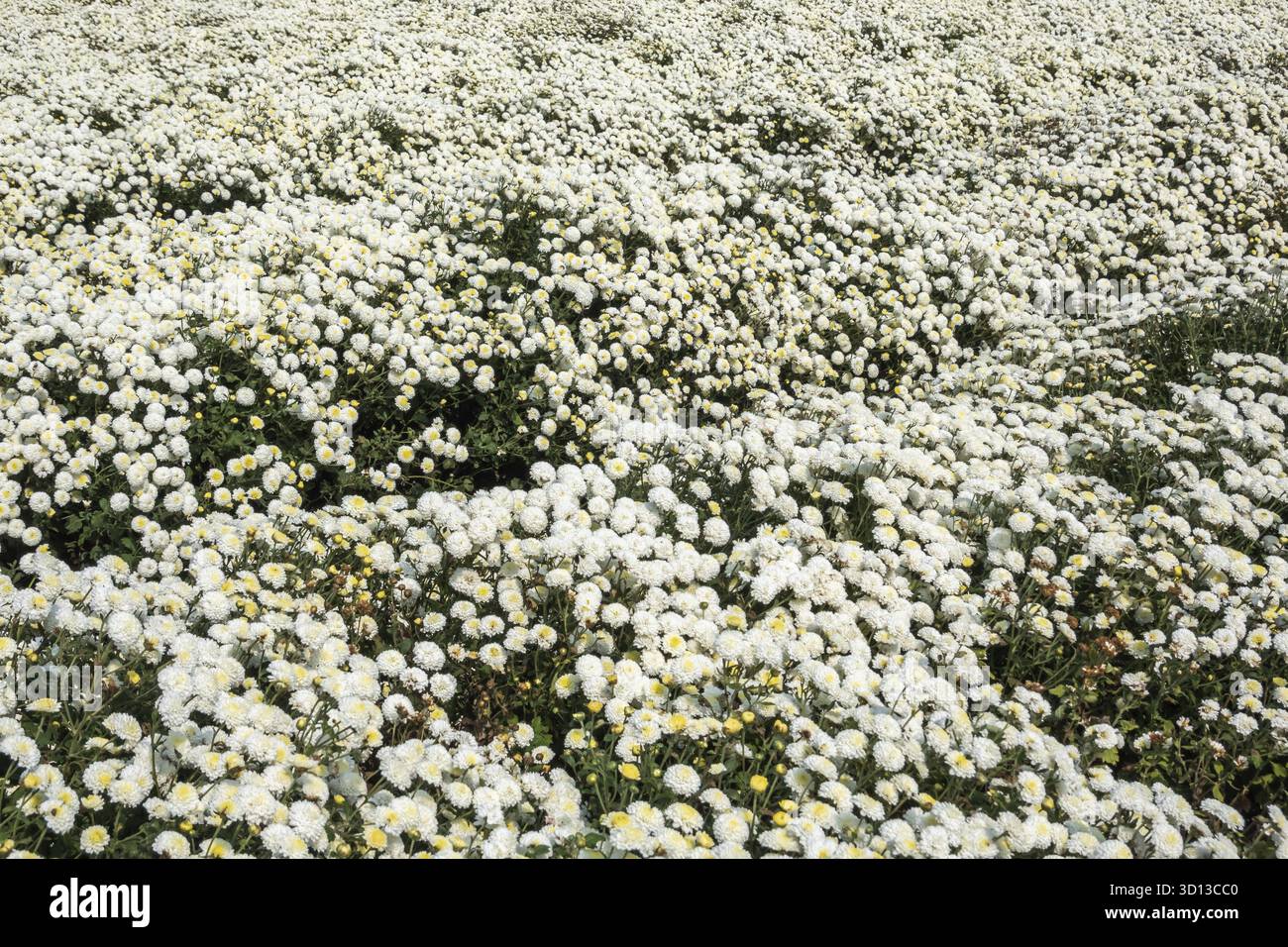 Belle ferme de chrysanthème blanc à Tongluo Township, comté de miaoli, Taiwan Banque D'Images