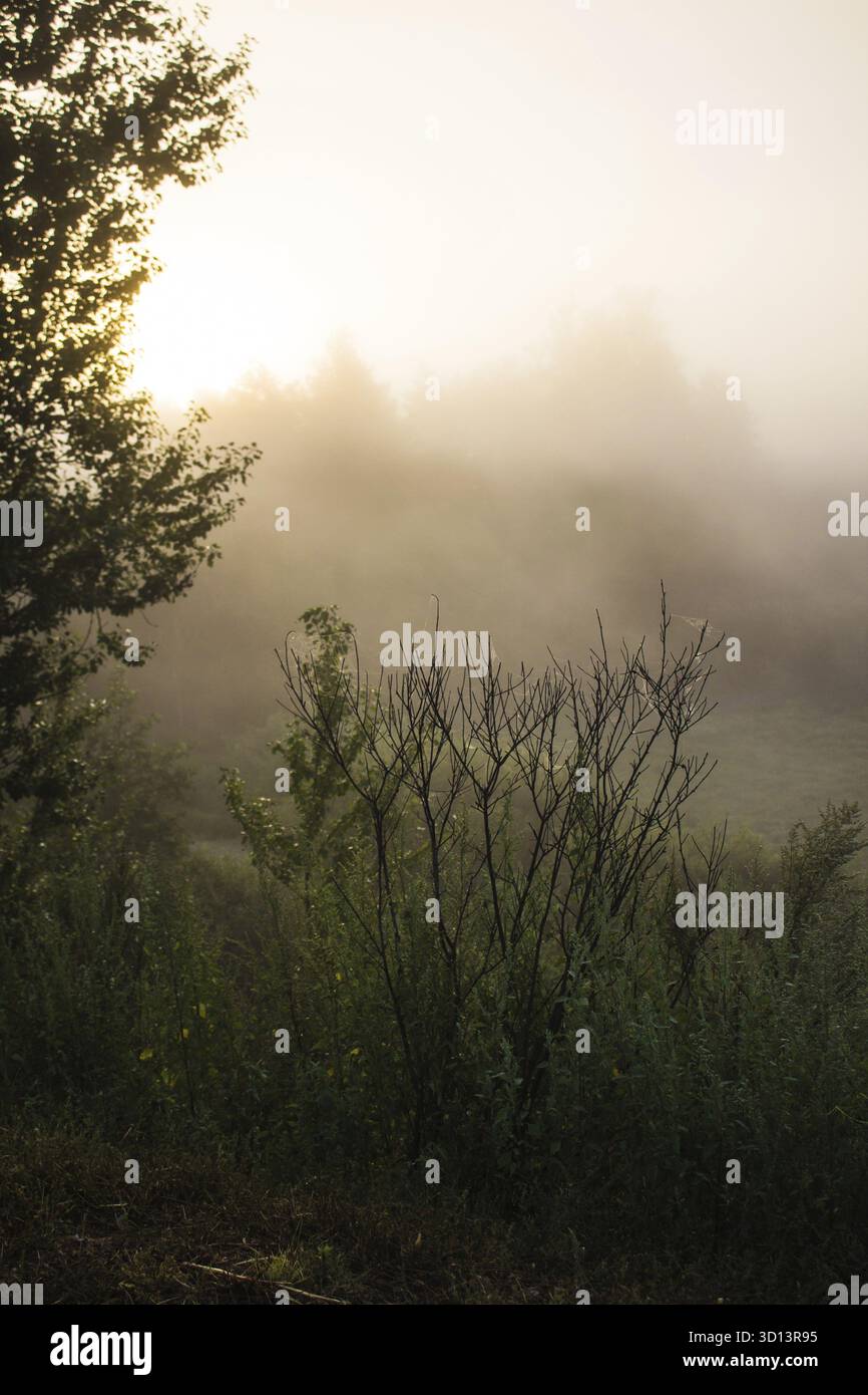 Brume sur la rivière. Le brouillard du matin. L'évaporation de l'eau. Brouillard d'été Banque D'Images