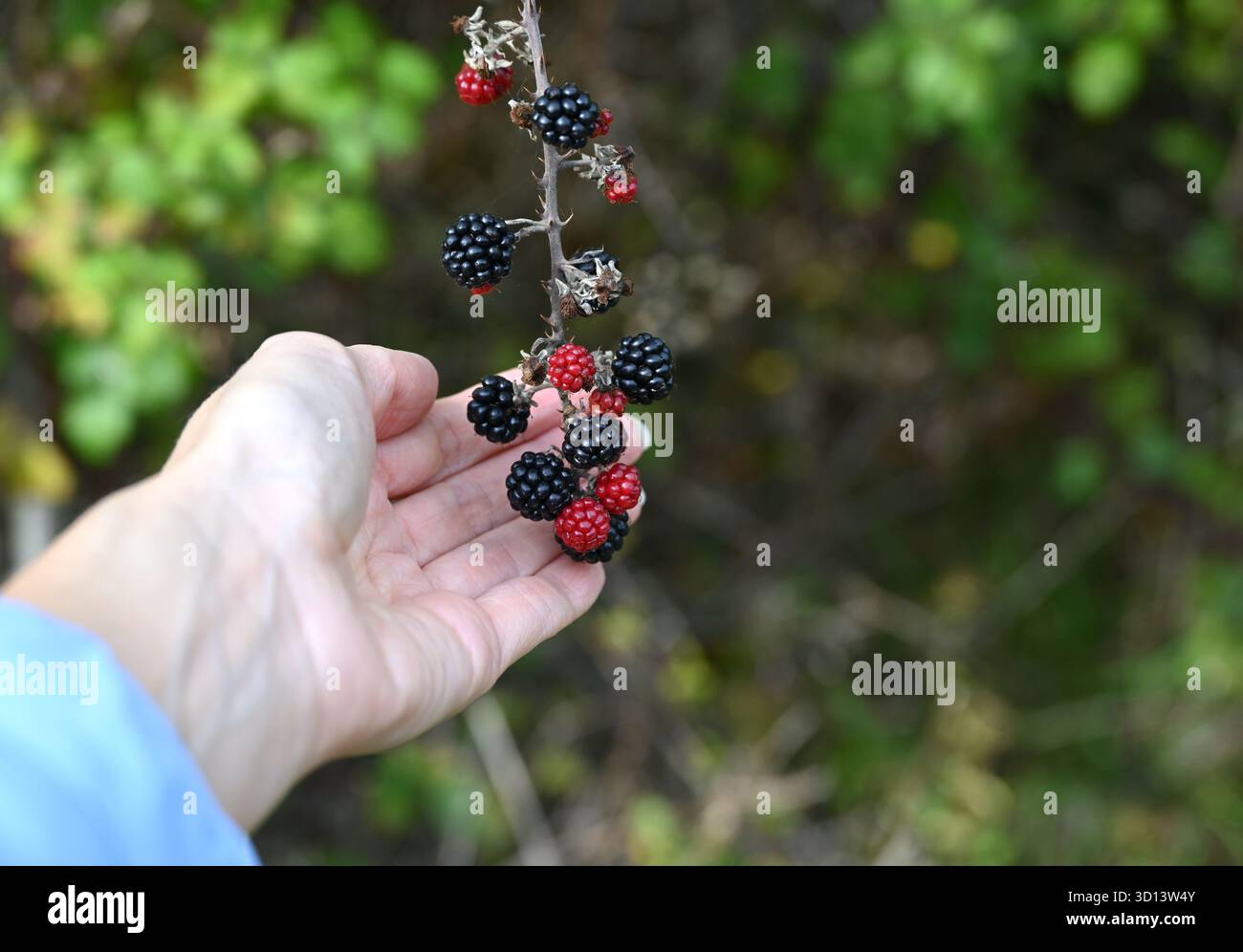 Mûres de forêt biologique dans la main humaine. Banque D'Images