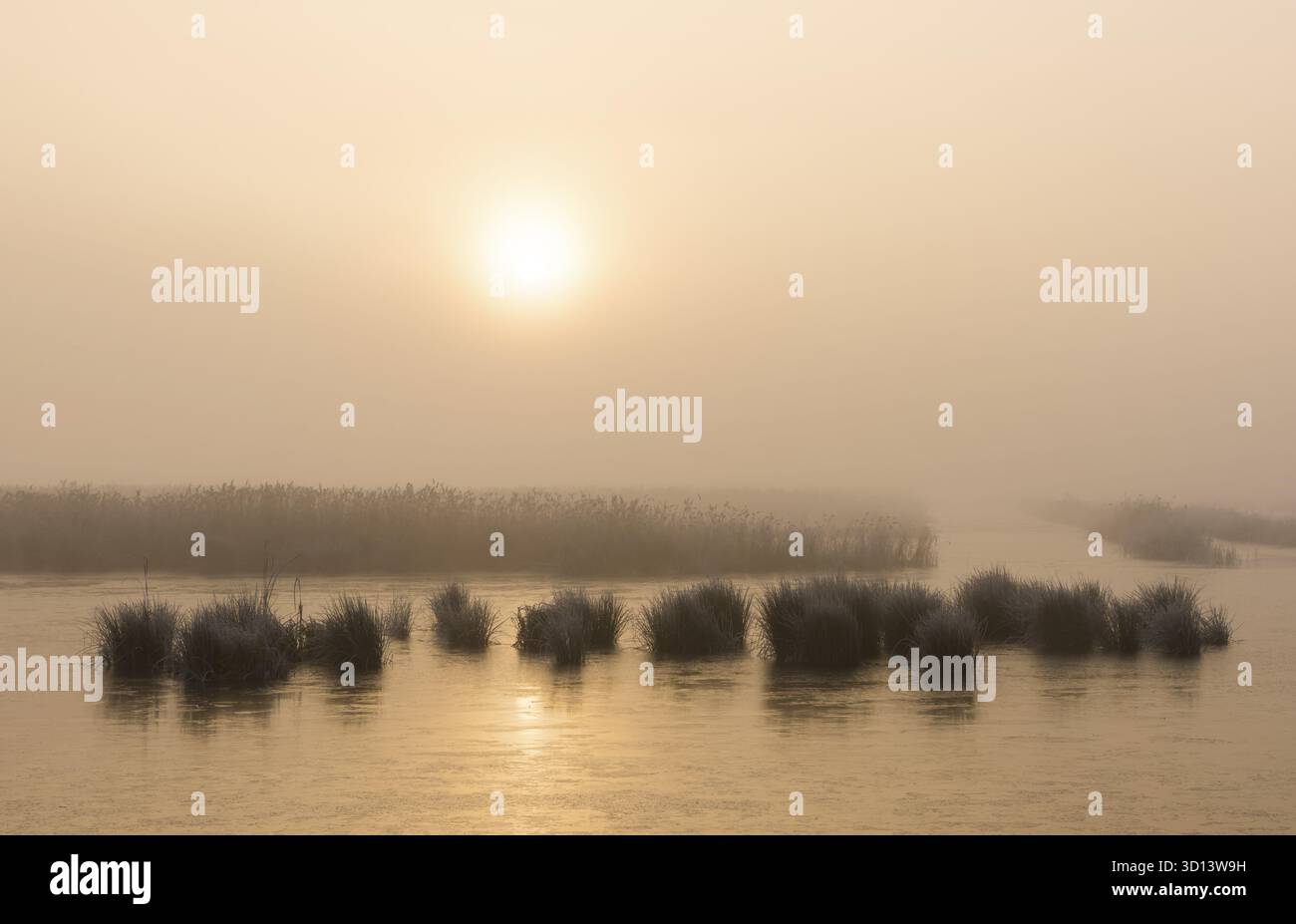 Paysage hivernal au Parc National Weerribben-Wieden avec brouillard matinal et lumière du soleil matinal, pays-Bas Banque D'Images