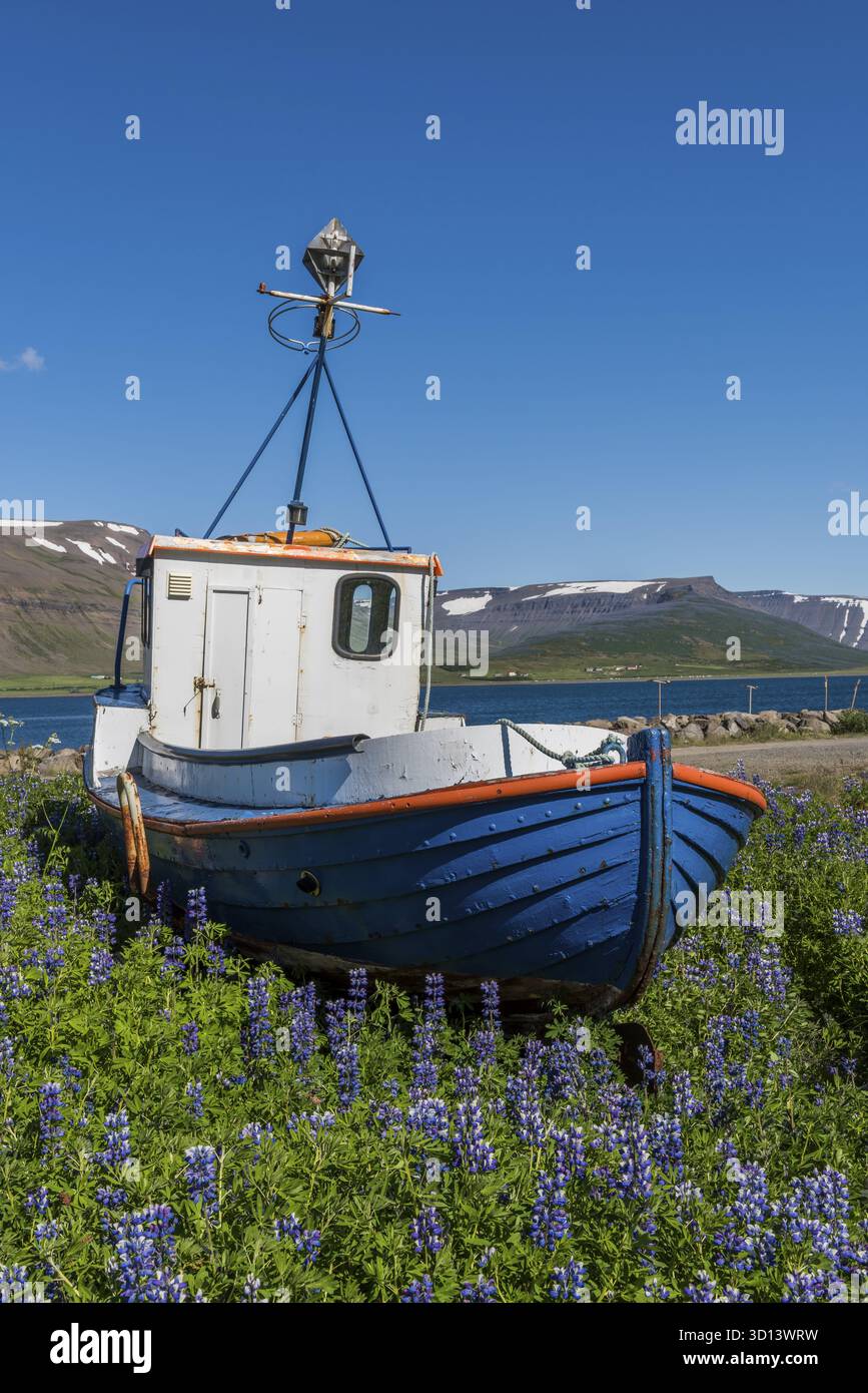 Thingeyri, Islande - 5 juillet 2016 : vieux bateau de pêche en bois bleu près du port de Thingeyri avec des montagnes et de la neige sur l'Islande, Thingeyri, IJsland Banque D'Images