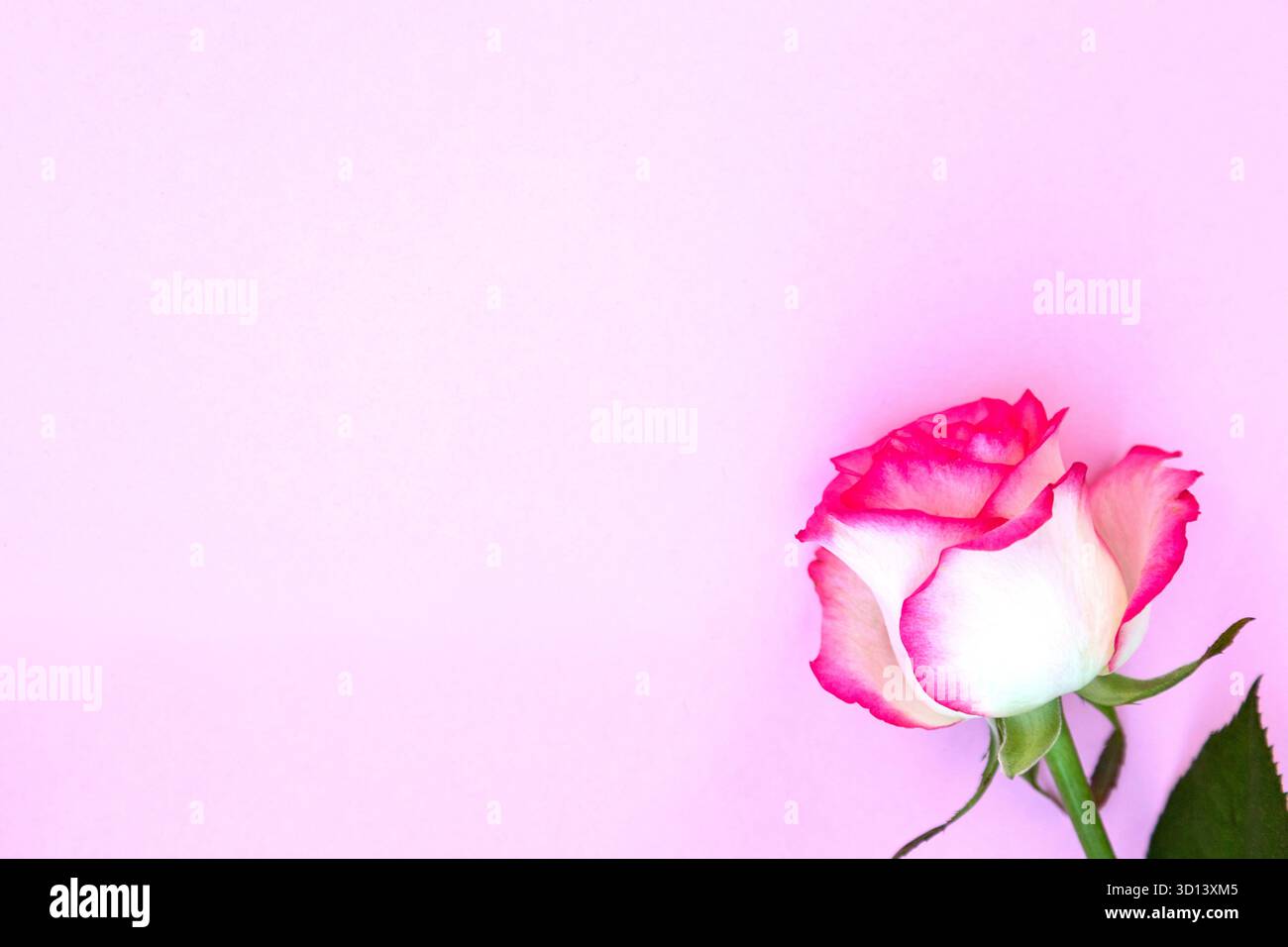 Composition minimaliste avec une rose rose rose et blanche sur un fond pastel doux parfait pour les cartes de Saint-Valentin, les affiches romantiques et les desi sur le thème de l'amour Banque D'Images