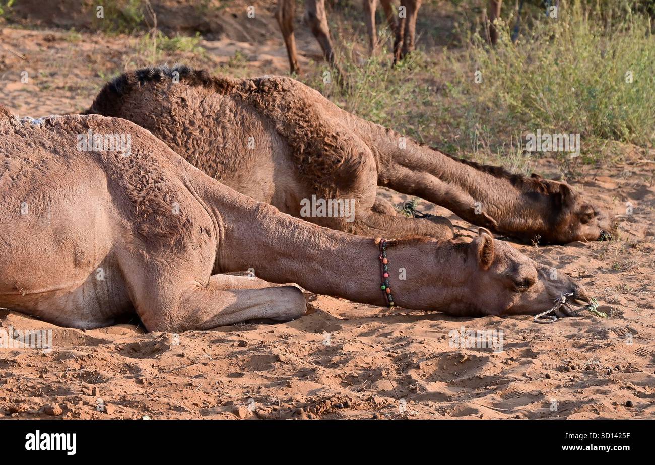 Pushkar, Rajasthan, Inde. 25 octobre 2025. La foire de Pushkar est l'une des plus grandes foires de chameau, de chevaux et de bétail de l'Inde. Outre le commerce du bétail, c'est une importante saison de pèlerinage pour les hindous qui comprend le commerce du bétail, des festivités culturelles et des cérémonies religieuses. La foire aux chameaux de Pushkar attire à la fois les Rajasthanis locaux et les touristes internationaux. Les habitants et les étrangers participent à diverses activités. (Crédit image : © Shaukat Ahmed/Pacific Press via ZUMA Press Wire) USAGE ÉDITORIAL SEULEMENT ! Non destiné à UN USAGE commercial ! Banque D'Images Pushkar, Rajasthan, Inde. 25 octobre 2025. La foire de Pushkar est l'une des plus grandes foires de chameau, de chevaux et de bétail de l'Inde. Outre le commerce du bétail, c'est une importante saison de pèlerinage pour les hindous qui comprend le commerce du bétail, des festivités culturelles et des cérémonies religieuses. La foire aux chameaux de Pushkar attire à la fois les Rajasthanis locaux et les touristes internationaux. Les habitants et les étrangers participent à diverses activités. (Crédit image : © Shaukat Ahmed/Pacific Press via ZUMA Press Wire) USAGE ÉDITORIAL SEULEMENT ! Non destiné à UN USAGE commercial ! Banque D'Images