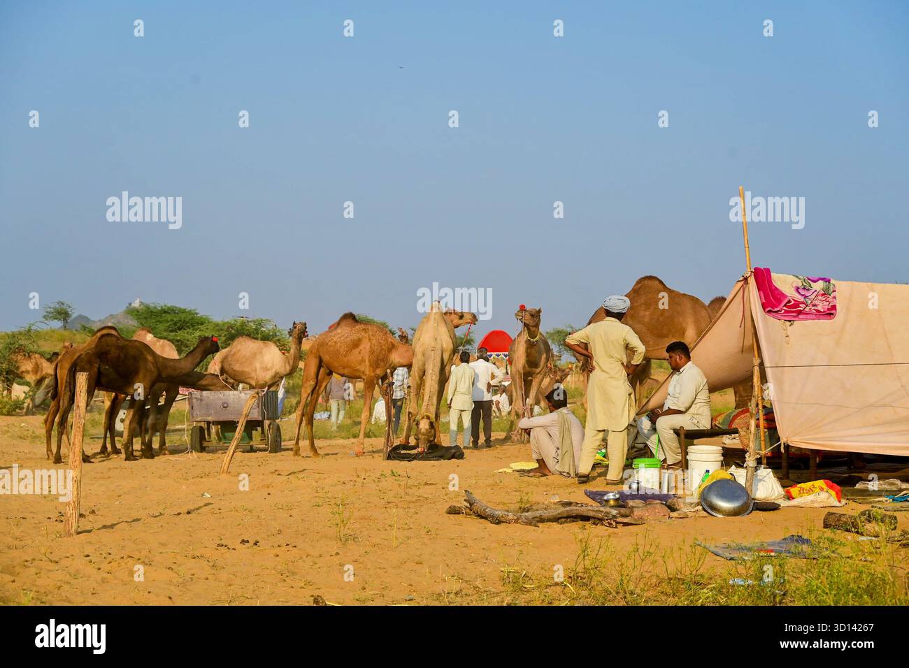 Pushkar, Rajasthan, Inde. 25 octobre 2025. La foire de Pushkar est l'une des plus grandes foires de chameau, de chevaux et de bétail de l'Inde. Outre le commerce du bétail, c'est une importante saison de pèlerinage pour les hindous qui comprend le commerce du bétail, des festivités culturelles et des cérémonies religieuses. La foire aux chameaux de Pushkar attire à la fois les Rajasthanis locaux et les touristes internationaux. Les habitants et les étrangers participent à diverses activités. (Crédit image : © Shaukat Ahmed/Pacific Press via ZUMA Press Wire) USAGE ÉDITORIAL SEULEMENT ! Non destiné à UN USAGE commercial ! Banque D'Images Pushkar, Rajasthan, Inde. 25 octobre 2025. La foire de Pushkar est l'une des plus grandes foires de chameau, de chevaux et de bétail de l'Inde. Outre le commerce du bétail, c'est une importante saison de pèlerinage pour les hindous qui comprend le commerce du bétail, des festivités culturelles et des cérémonies religieuses. La foire aux chameaux de Pushkar attire à la fois les Rajasthanis locaux et les touristes internationaux. Les habitants et les étrangers participent à diverses activités. (Crédit image : © Shaukat Ahmed/Pacific Press via ZUMA Press Wire) USAGE ÉDITORIAL SEULEMENT ! Non destiné à UN USAGE commercial ! Banque D'Images