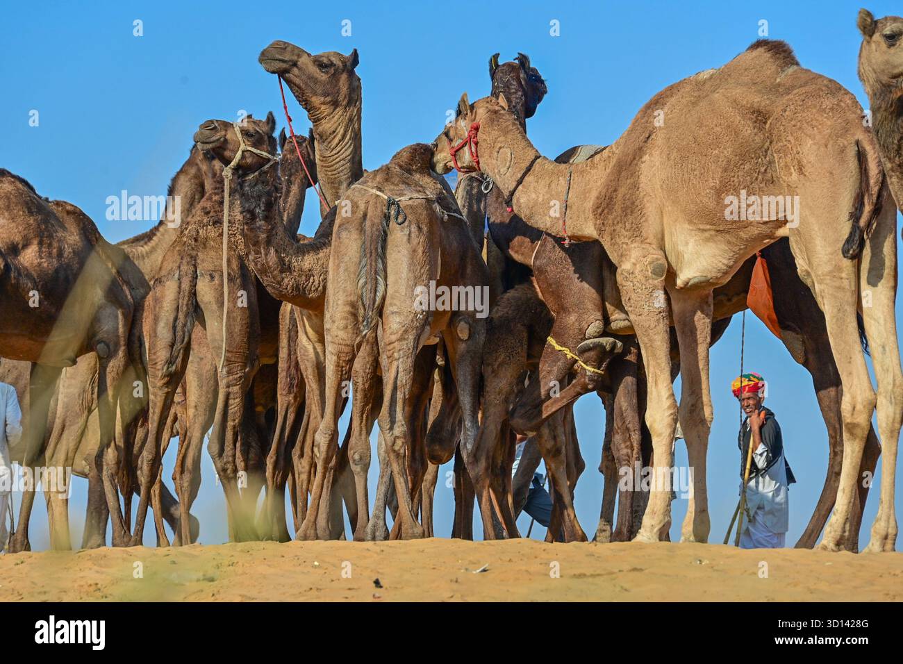 Pushkar, Rajasthan, Inde. 25 octobre 2025. La foire de Pushkar est l'une des plus grandes foires de chameau, de chevaux et de bétail de l'Inde. Outre le commerce du bétail, c'est une importante saison de pèlerinage pour les hindous qui comprend le commerce du bétail, des festivités culturelles et des cérémonies religieuses. La foire aux chameaux de Pushkar attire à la fois les Rajasthanis locaux et les touristes internationaux. Les habitants et les étrangers participent à diverses activités. (Crédit image : © Shaukat Ahmed/Pacific Press via ZUMA Press Wire) USAGE ÉDITORIAL SEULEMENT ! Non destiné à UN USAGE commercial ! Banque D'Images Pushkar, Rajasthan, Inde. 25 octobre 2025. La foire de Pushkar est l'une des plus grandes foires de chameau, de chevaux et de bétail de l'Inde. Outre le commerce du bétail, c'est une importante saison de pèlerinage pour les hindous qui comprend le commerce du bétail, des festivités culturelles et des cérémonies religieuses. La foire aux chameaux de Pushkar attire à la fois les Rajasthanis locaux et les touristes internationaux. Les habitants et les étrangers participent à diverses activités. (Crédit image : © Shaukat Ahmed/Pacific Press via ZUMA Press Wire) USAGE ÉDITORIAL SEULEMENT ! Non destiné à UN USAGE commercial ! Banque D'Images