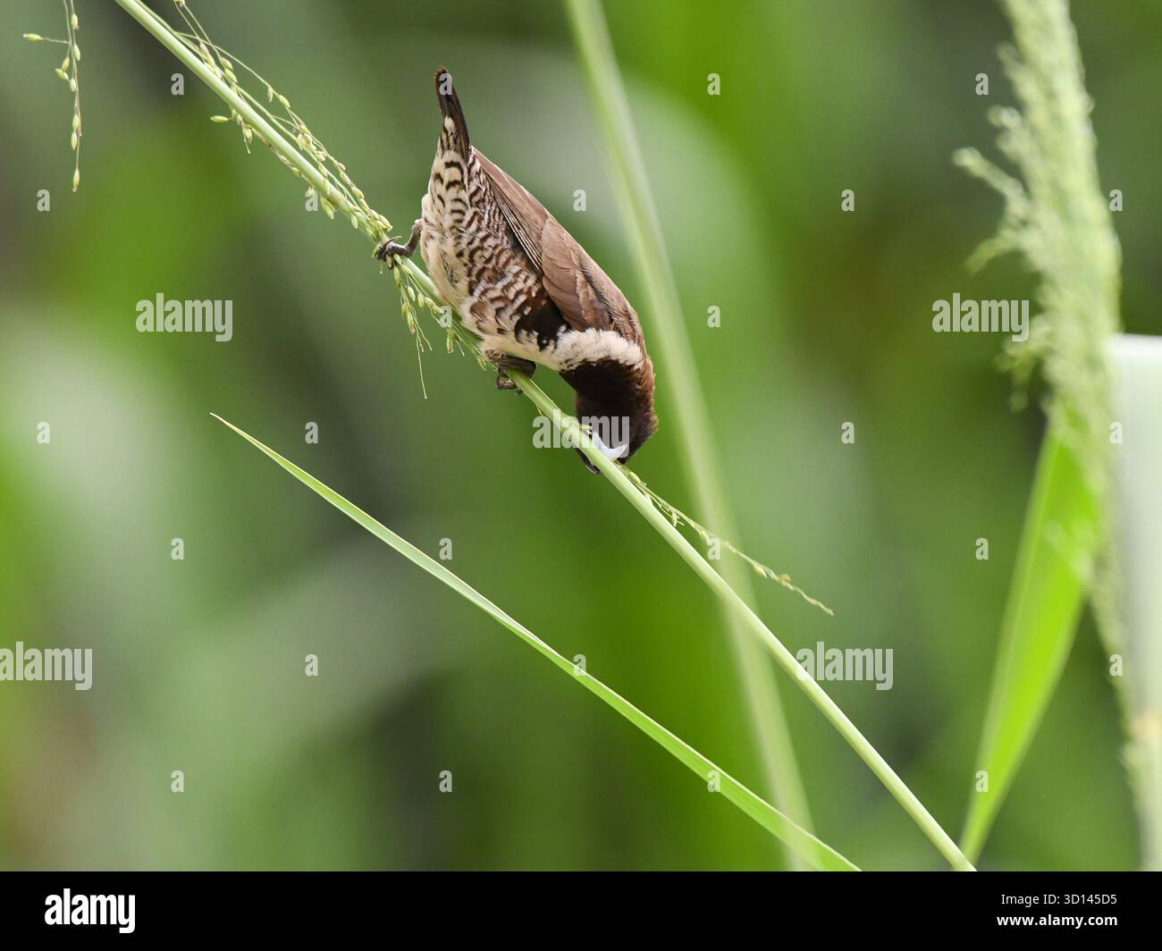 Un mannekin ou munia en bronze (Spermestes cucullata) se dresse sur une branche et se nourrit de graines, Yaoundé, Cameroun Banque D'Images