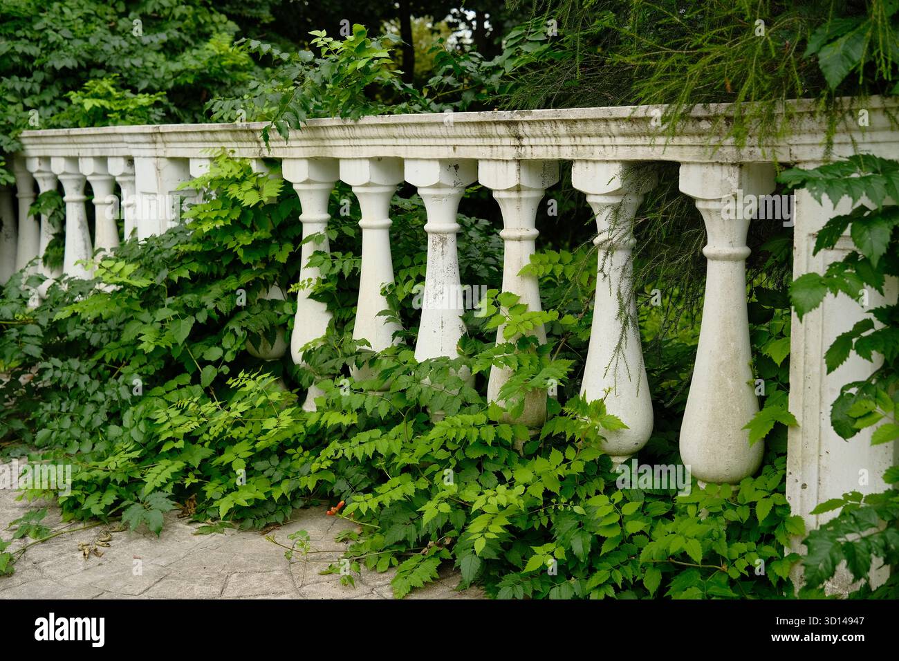 Une vieille clôture en pierre avec des balustres blancs dans le jardin. De vieux détails architecturaux envahis de plantes. Balustrades. Banque D'Images