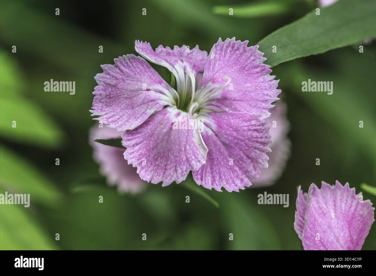 Belle fleur d'œillet lilas Chinensis de près Banque D'Images