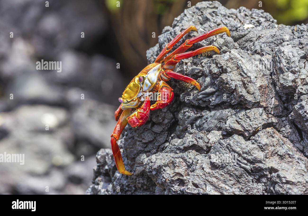Sally Lightfoot crab sur une pierre de lave noire Banque D'Images