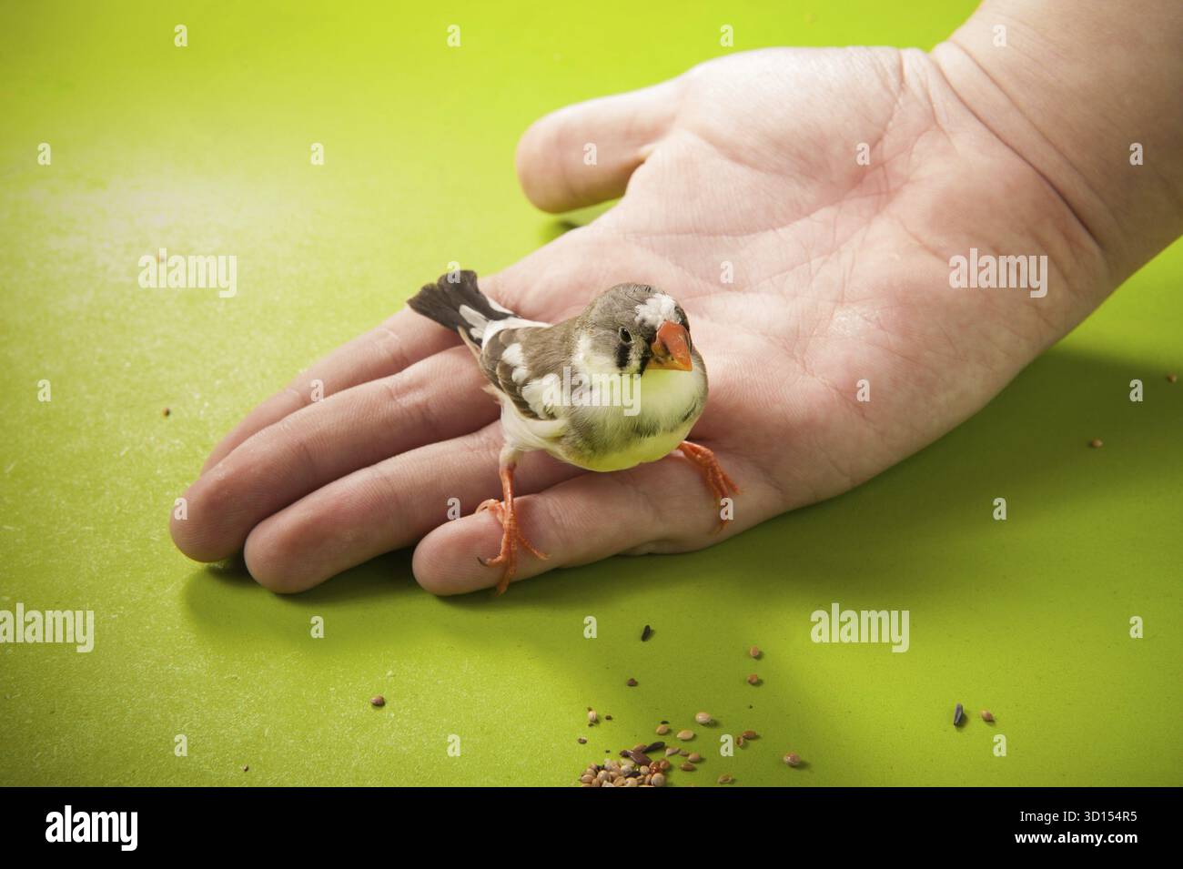 finch zèbre oiseau à portée de main près de la nourriture dispersée Banque D'Images