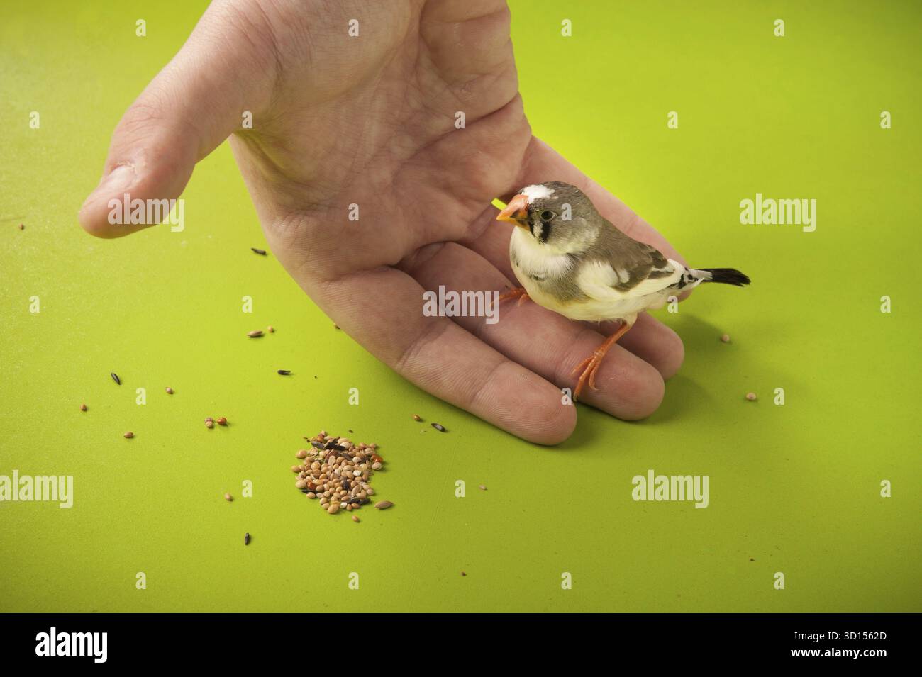 Main oiseau zèbre finch à portée de main près de la nourriture dispersée Banque D'Images