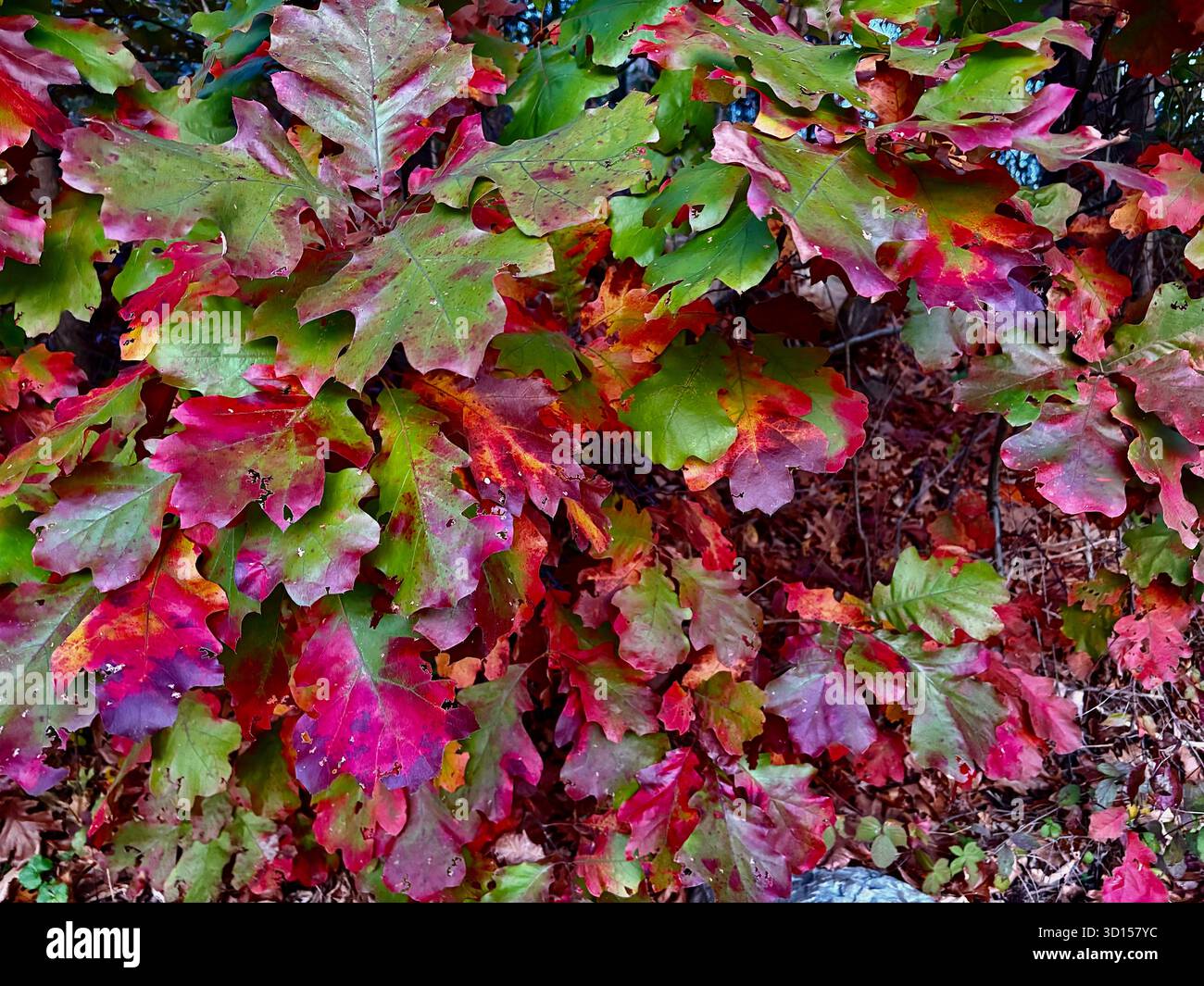 Feuilles colorées de chêne d'automne de rouge, violet vert - Image de stock capturée avec un smartphone