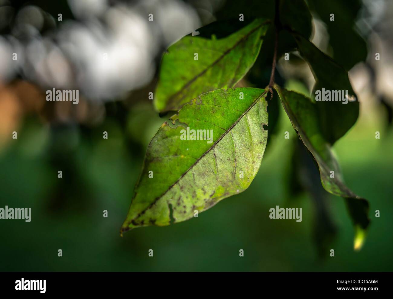 Les feuilles d'une plante, probablement une espèce envahissante de chèvrefeuille d'arbuste, Banque D'Images