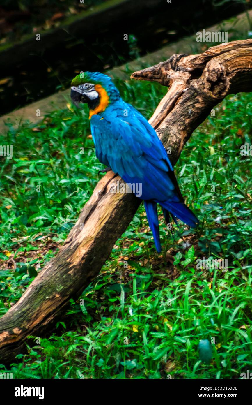 L'aras bleu et jaune, Ara ararauna, également connu sous le nom d'aras bleu et or, famille des Psittacidae au Brésil Banque D'Images