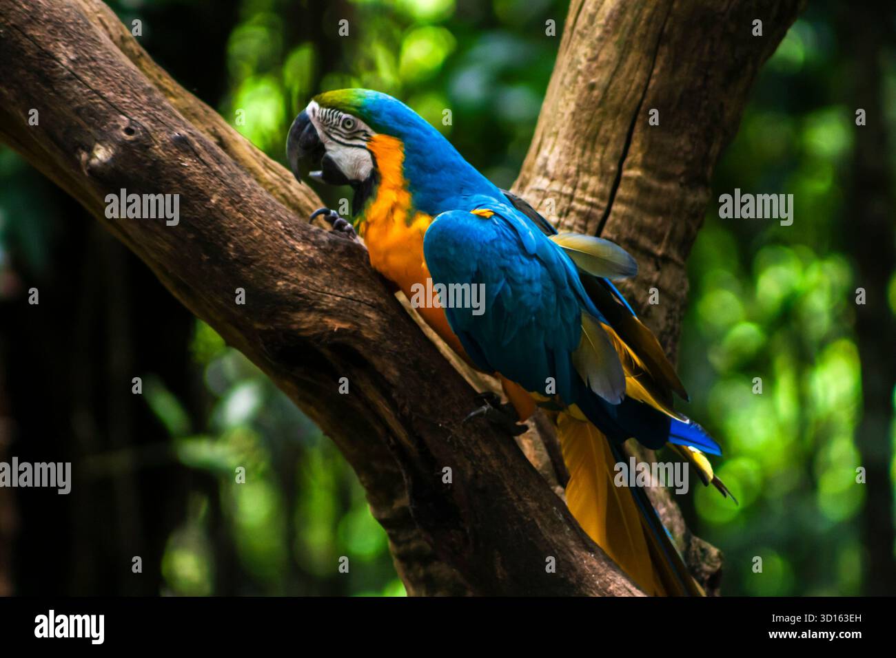 L'aras bleu et jaune, Ara ararauna, également connu sous le nom d'aras bleu et or, famille des Psittacidae au Brésil Banque D'Images