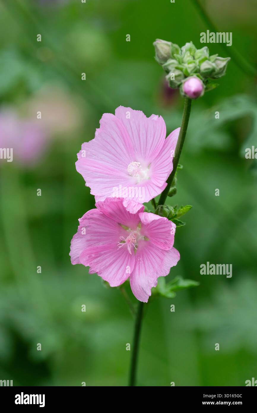 Malva moschata, mauve musquée, fleurs roses en été Banque D'Images
