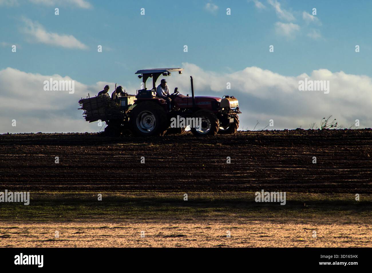 Marilia, SP, Brésil, 19 octobre 2025. Les ouvriers agricoles utilisent un tracteur avec une planteuse pour semer des boutures de manioc dans un champ. Agriculture mécanisée fo Banque D'Images