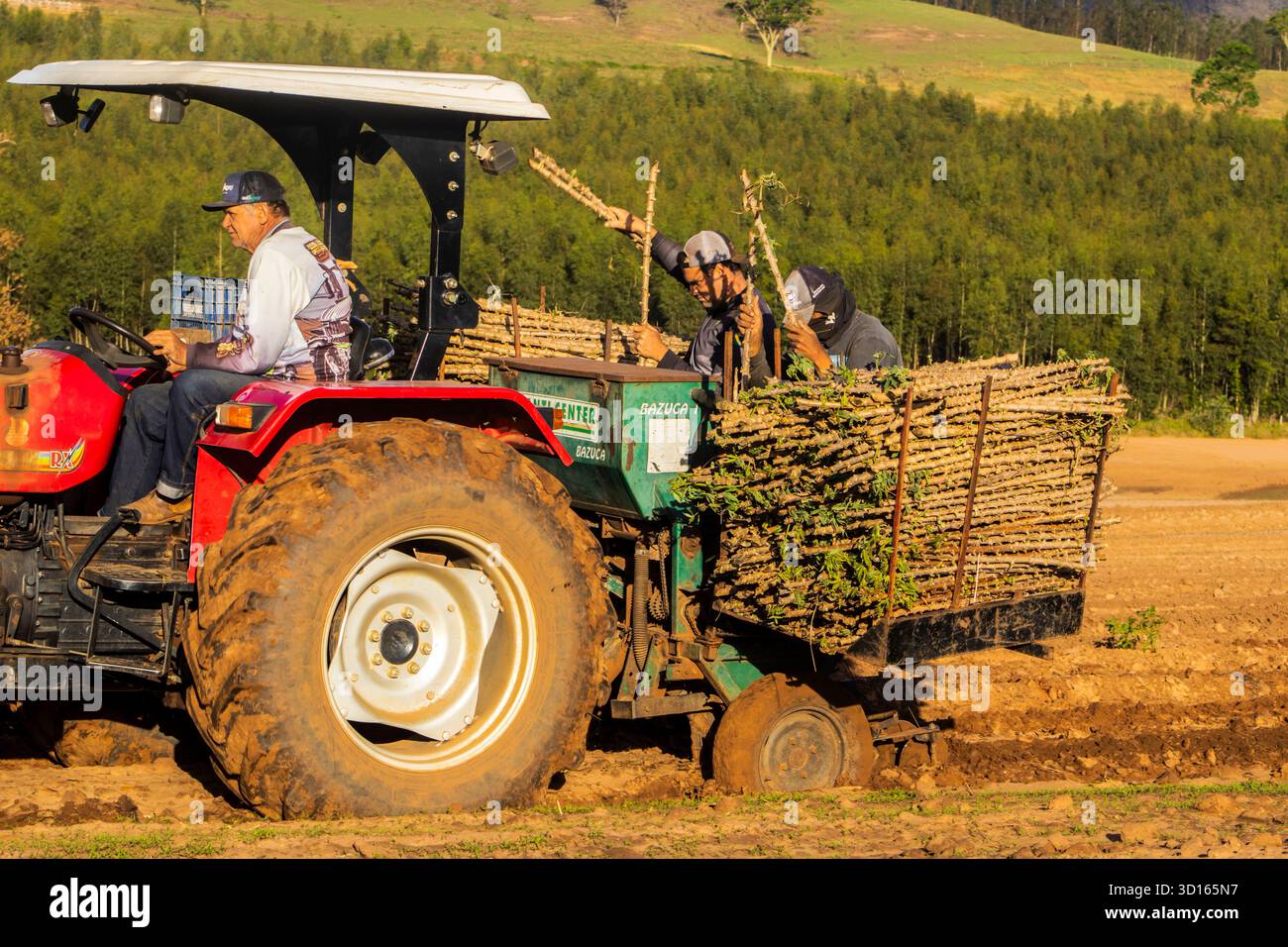 Marilia, SP, Brésil, 19 octobre 2025. Les ouvriers agricoles utilisent un tracteur avec une planteuse pour semer des boutures de manioc dans un champ. Agriculture mécanisée fo Banque D'Images