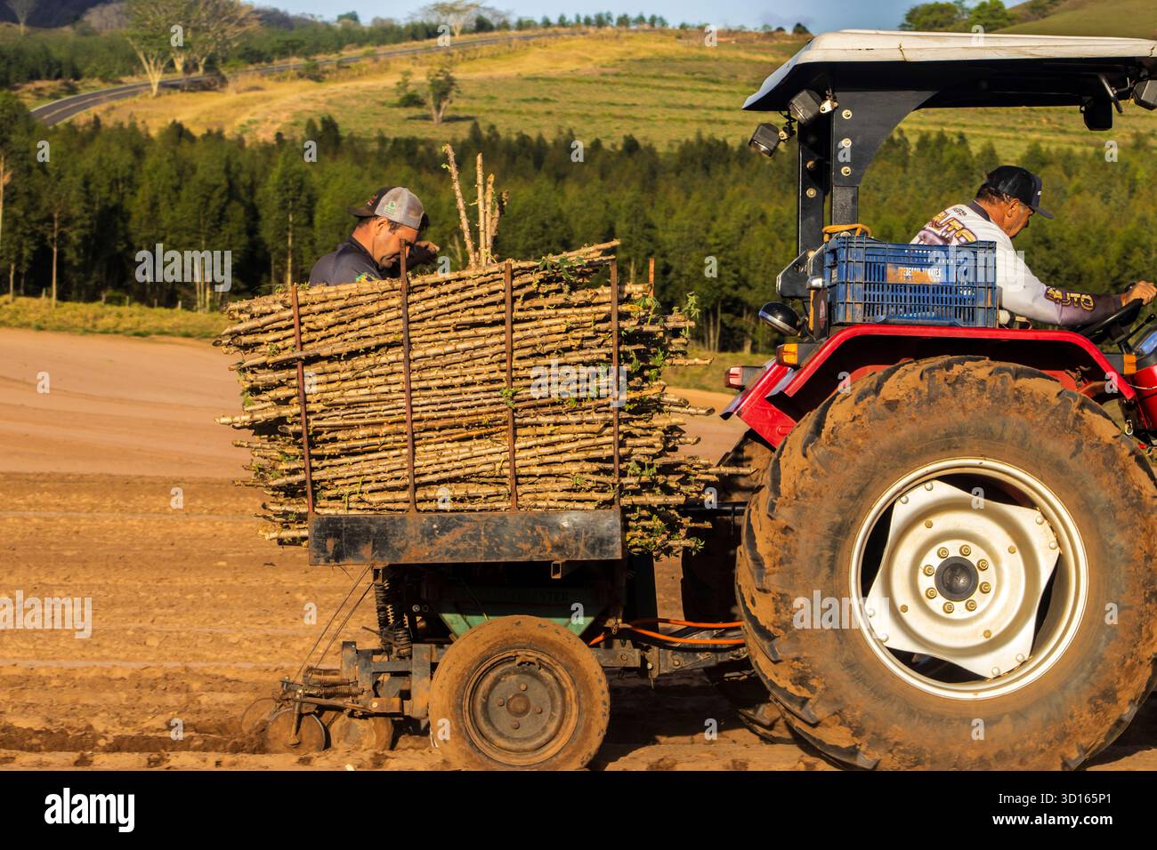 Marilia, SP, Brésil, 19 octobre 2025. Les ouvriers agricoles utilisent un tracteur avec une planteuse pour semer des boutures de manioc dans un champ. Agriculture mécanisée fo Banque D'Images