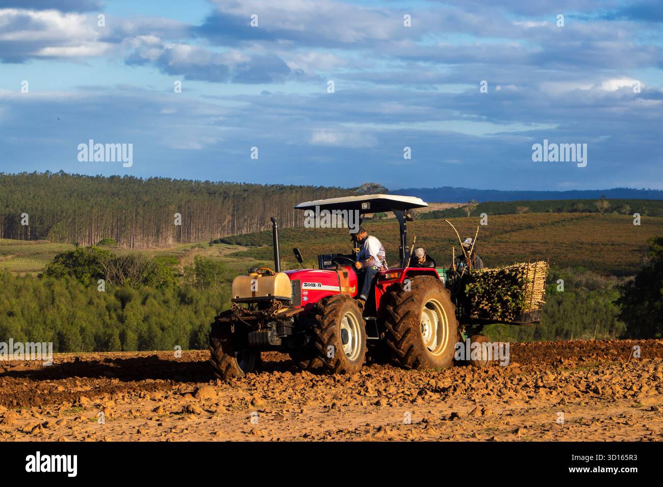 Marilia, SP, Brésil, 19 octobre 2025. Les ouvriers agricoles utilisent un tracteur avec une planteuse pour semer des boutures de manioc dans un champ. Agriculture mécanisée fo Banque D'Images