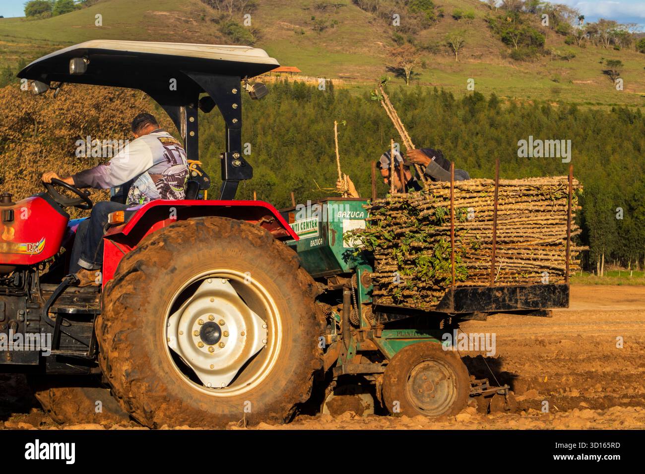 Marilia, SP, Brésil, 19 octobre 2025. Les ouvriers agricoles utilisent un tracteur avec une planteuse pour semer des boutures de manioc dans un champ. Agriculture mécanisée fo Banque D'Images