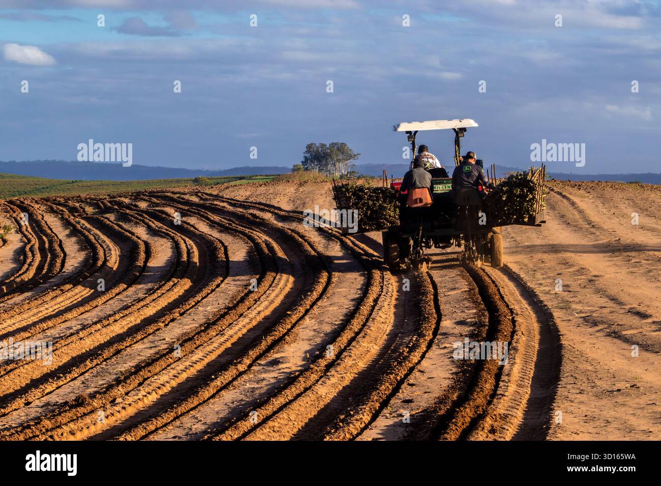 Marilia, SP, Brésil, 19 octobre 2025. Les ouvriers agricoles utilisent un tracteur avec une planteuse pour semer des boutures de manioc dans un champ. Agriculture mécanisée fo Banque D'Images
