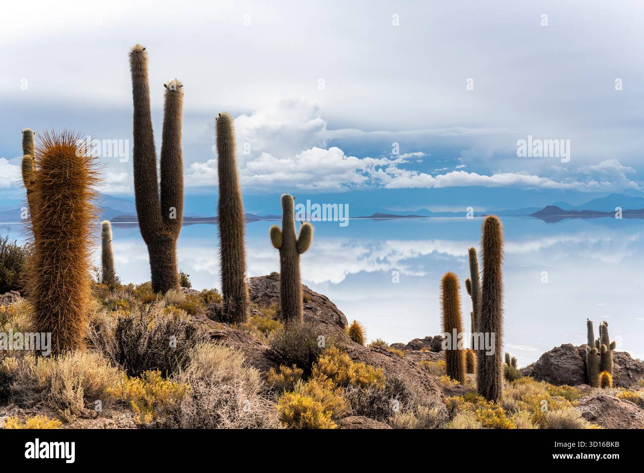Cactus debout sur l'île d'Incahuasi sur le plat de sel d'uyuni Banque D'Images
