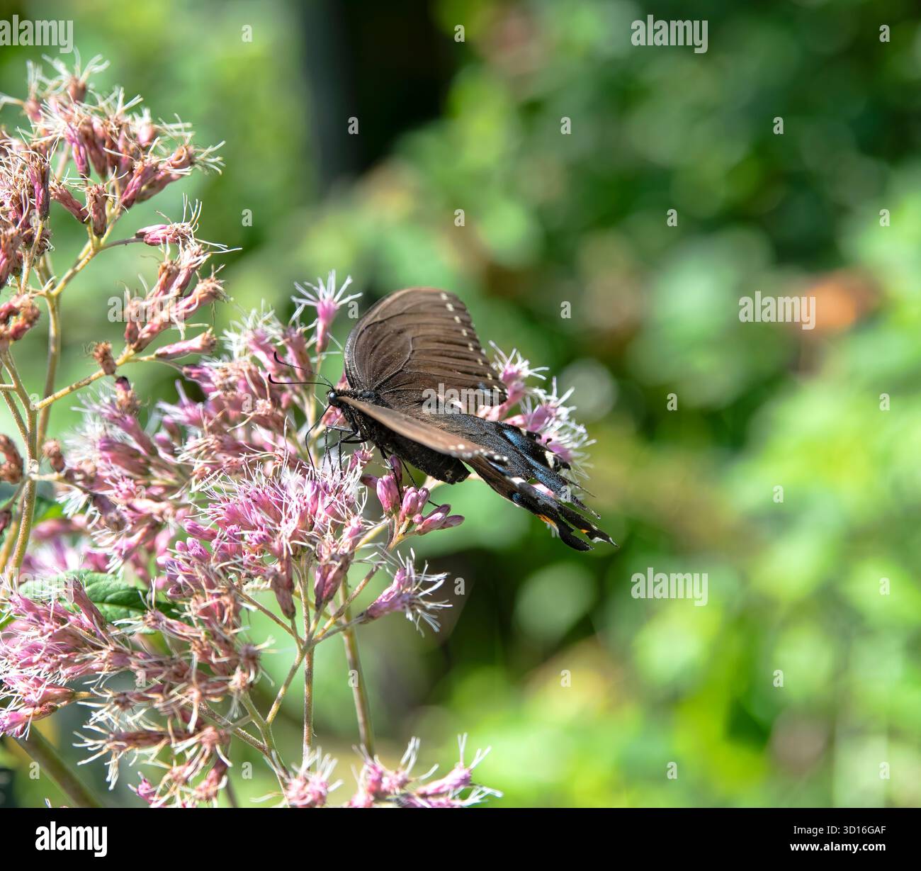 Papillon de nature sauvage, reposant sur des fleurs sauvages roses. Banque D'Images