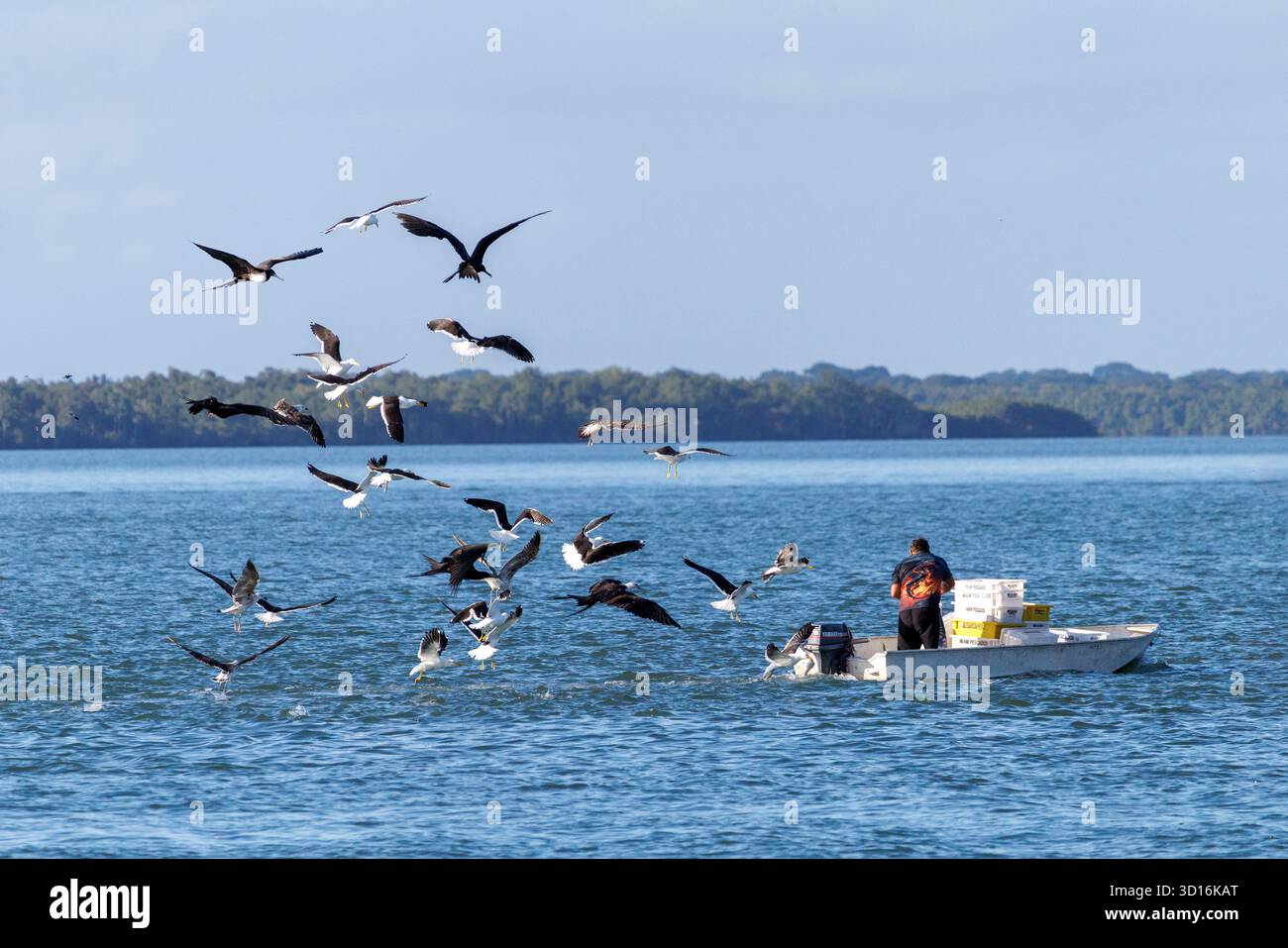 Oiseaux suivant un petit bateau de pêche, Cananeia, Brésil Banque D'Images