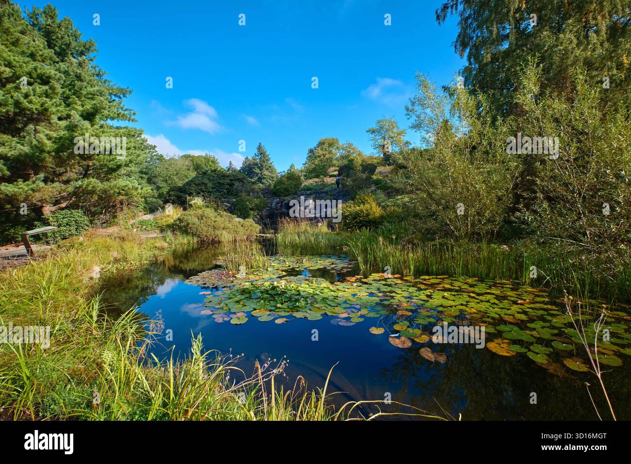 Oslo, Norvège - 9 septembre 2025 : étang paisible avec des nénuphars au jardin botanique du Musée d'histoire naturelle entouré d'une verdure printanière luxuriante Banque D'Images