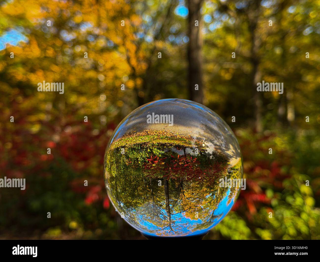 La sphère de verre de cristal reflète les arbres d'automne colorés, symbolisant la réflexion, la clarté et la perspective paisible. - Image de stock capturée avec un smartphone