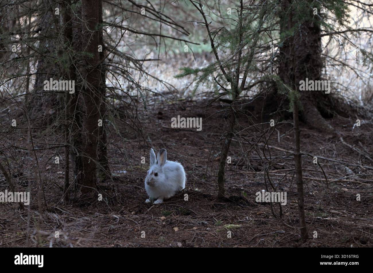 Lièvre raquette (Lepus americanus) avec manteau d'hiver au printemps après la fonte des neiges. Yaak Valley, au nord-ouest du Montana. Banque D'Images