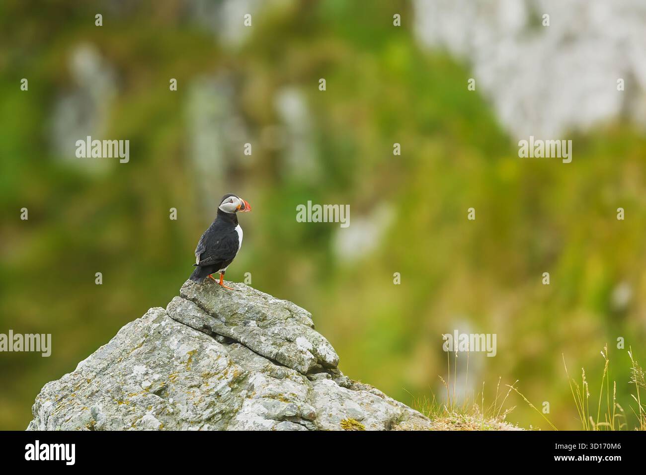 Mignon macareux de l'Atlantique (Fratercula arctica) perché sur roche moussue avec fond vert flou, faune de Norvège Banque D'Images