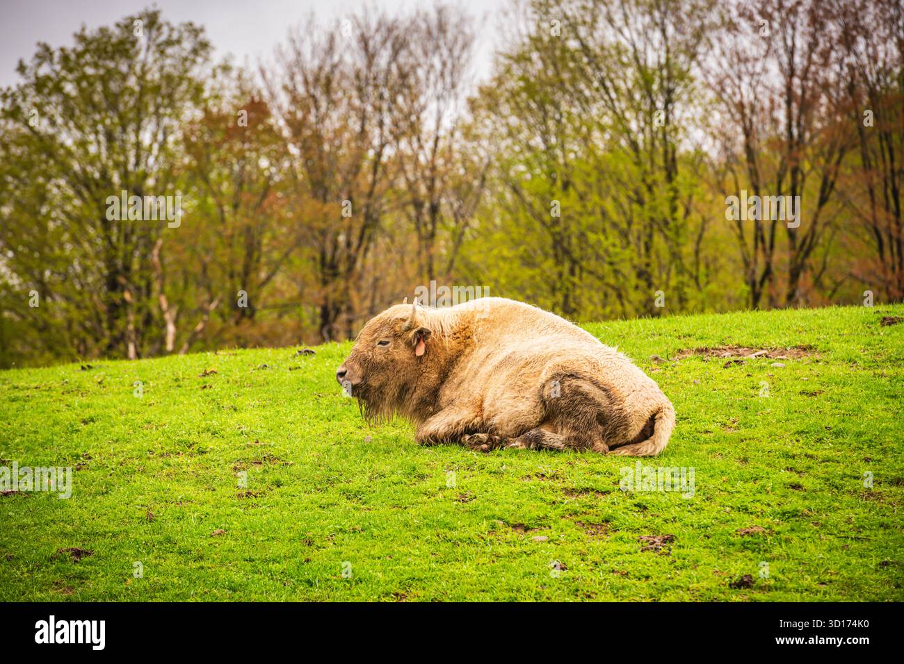 Varysburg, NY, États-Unis - 12 mai 2019 : Bison blanc aux aventures animales de la vallée cachée. Banque D'Images
