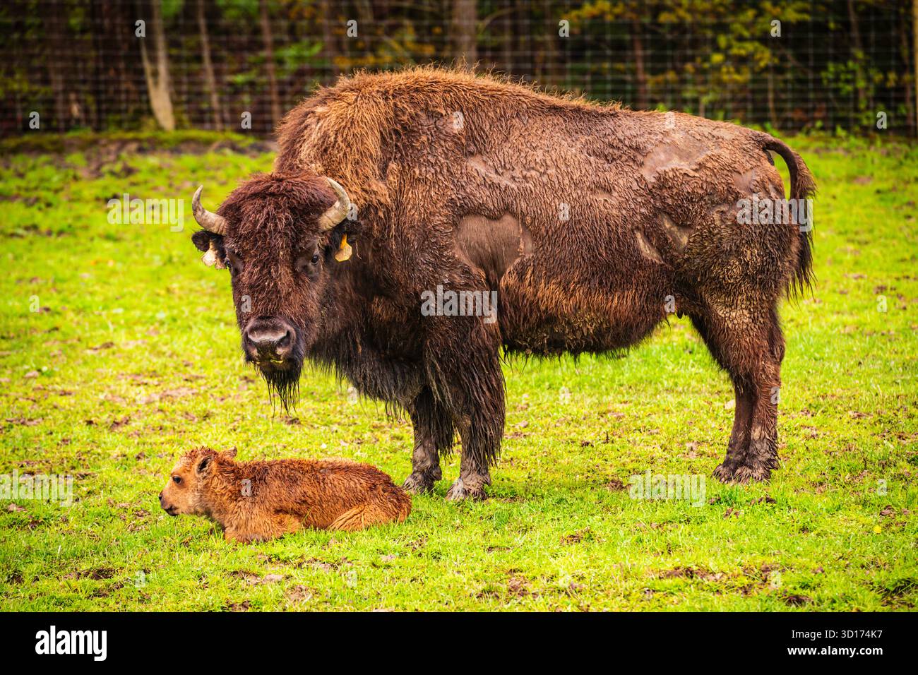 Varysburg, NY États-Unis - 12 mai 2019 : bison américain et veau à Hidden Valley animal Adventures. Banque D'Images