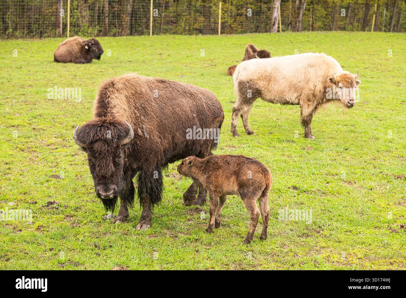 Varysburg, NY États-Unis - 12 mai 2019 : mère et colf bison américain dans les pâturages à Hidden Valley animal Adventures. Banque D'Images