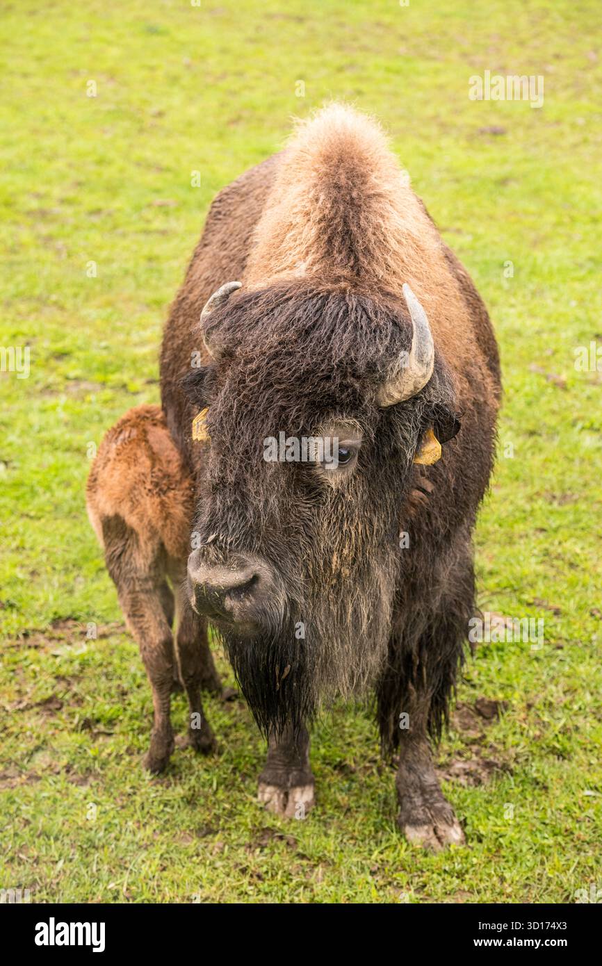 Varysburg, NY États-Unis - 12 mai 2019 : mère et colf bison américain dans les pâturages à Hidden Valley animal Adventures. Banque D'Images