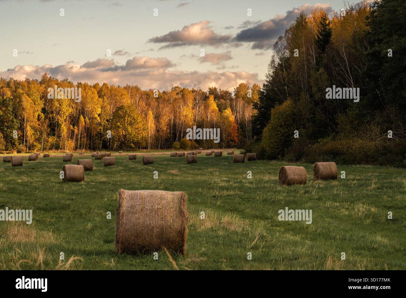 Paysage rural de campagne avec des balles de foin rondes dispersées sur un champ vert au coucher du soleil. Banque D'Images