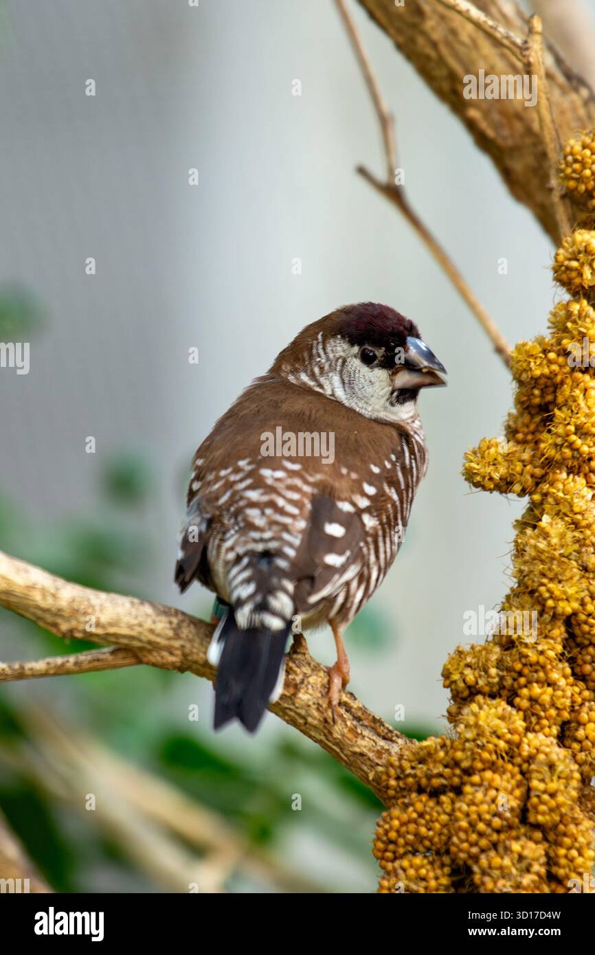Ce minuscule finch africain social a une capuche noire, des parties inférieures blanches et un écusson irisé d'épaule vert bronzé. Il se nourrit principalement de graines d'herbe A. Banque D'Images