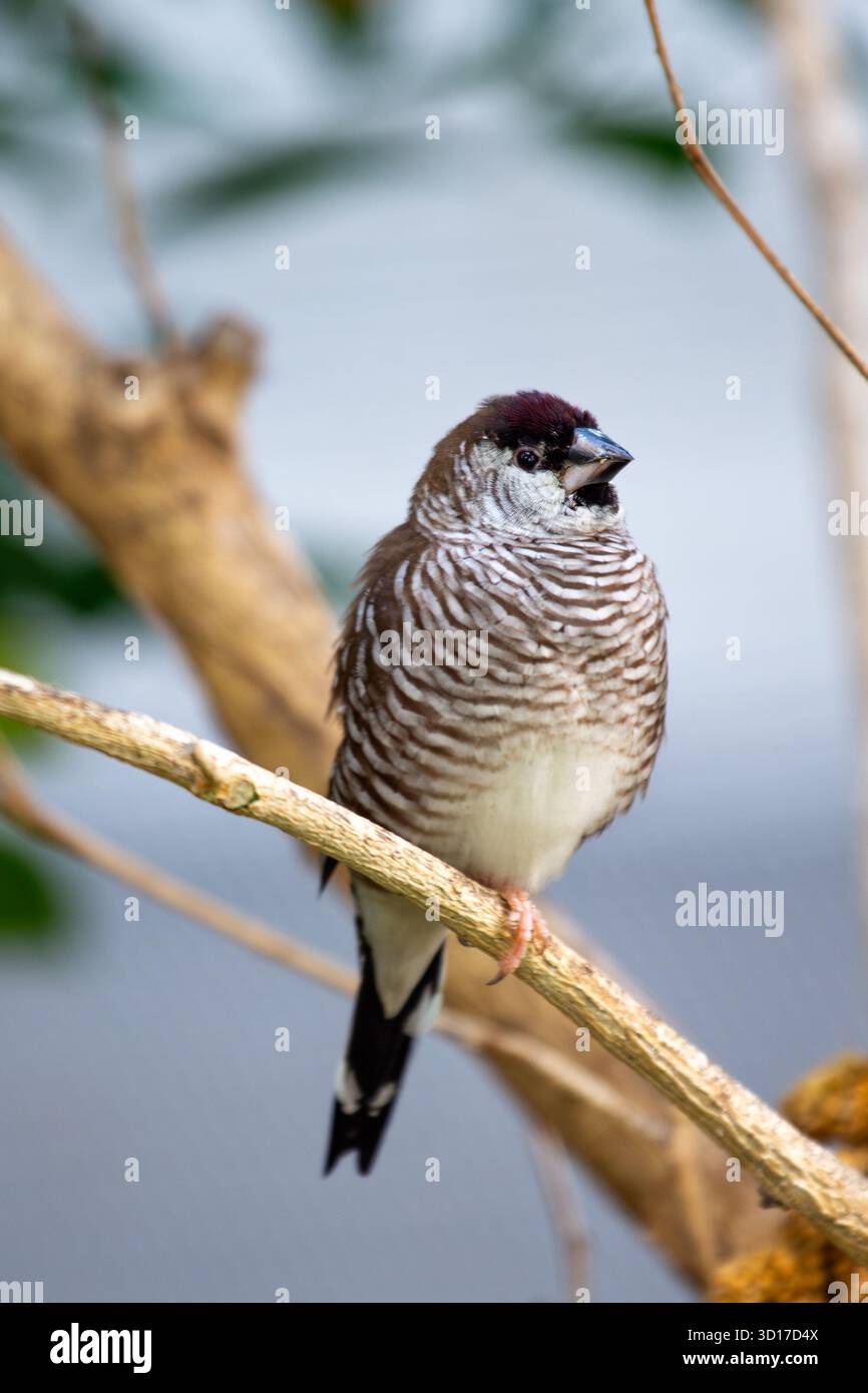 Ce minuscule finch africain social a une capuche noire, des parties inférieures blanches et un écusson irisé d'épaule vert bronzé. Il se nourrit principalement de graines d'herbe A. Banque D'Images