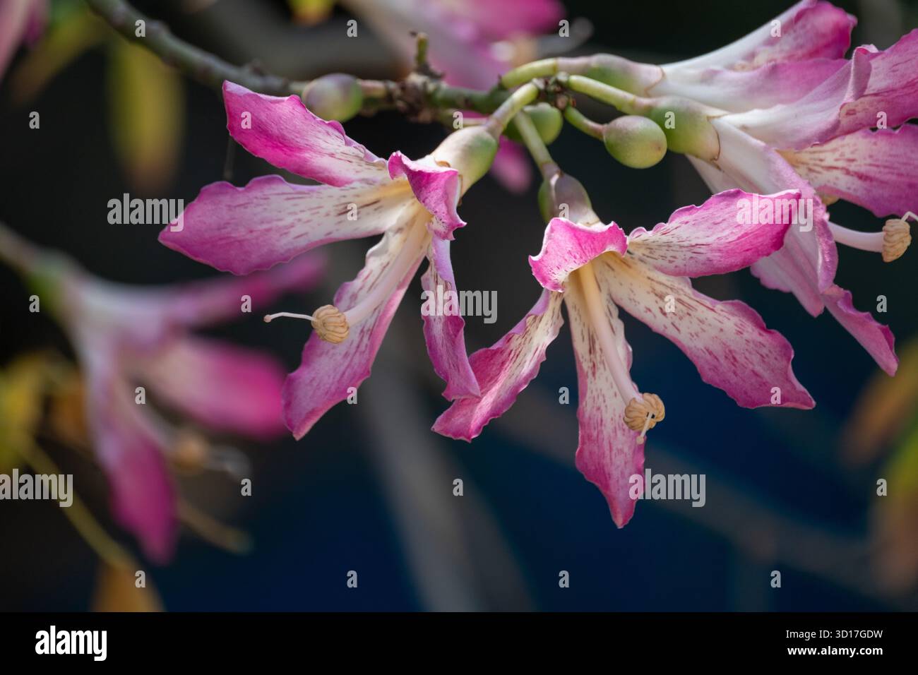 Ceiba speciosa (arbre de soie) fleur dans le jardin en Egypte Banque D'Images