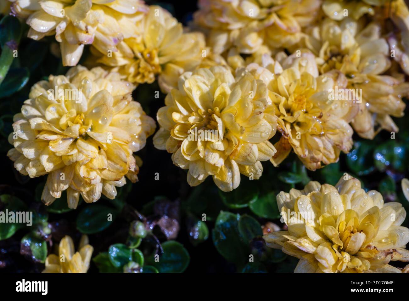 Chrysanthème de fleuriste (Dendranthema grandiflorum) avec des gouttelettes d'eau Banque D'Images