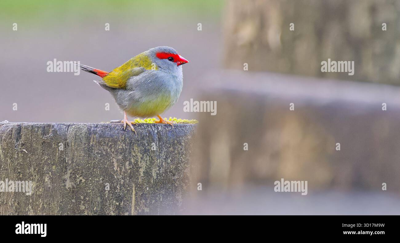 Gros plan d'un finlandais à sourcils rouges (Neochmia temporalis) debout sur un pilon en bois avec un autre flou au premier plan de l'image, Border Ranges, Nouvelle-Galles du Sud Banque D'Images