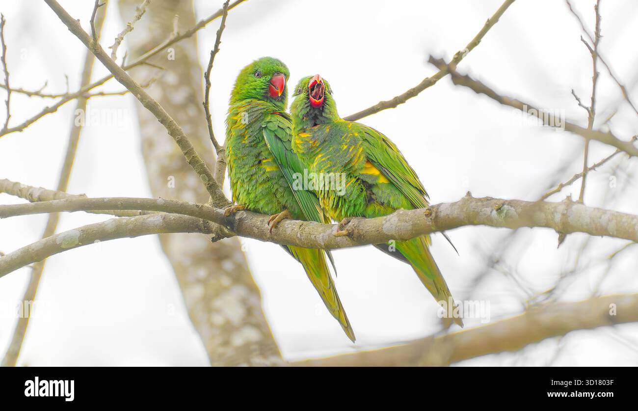 Deux oiseaux lorikeet à poitrine écailleuse (Trichoglossus chlorolepidotus) perchés sur une branche avec un appel et bec ouvert affichant la langue, Nouvelle-Galles du Sud, Australie Banque D'Images
