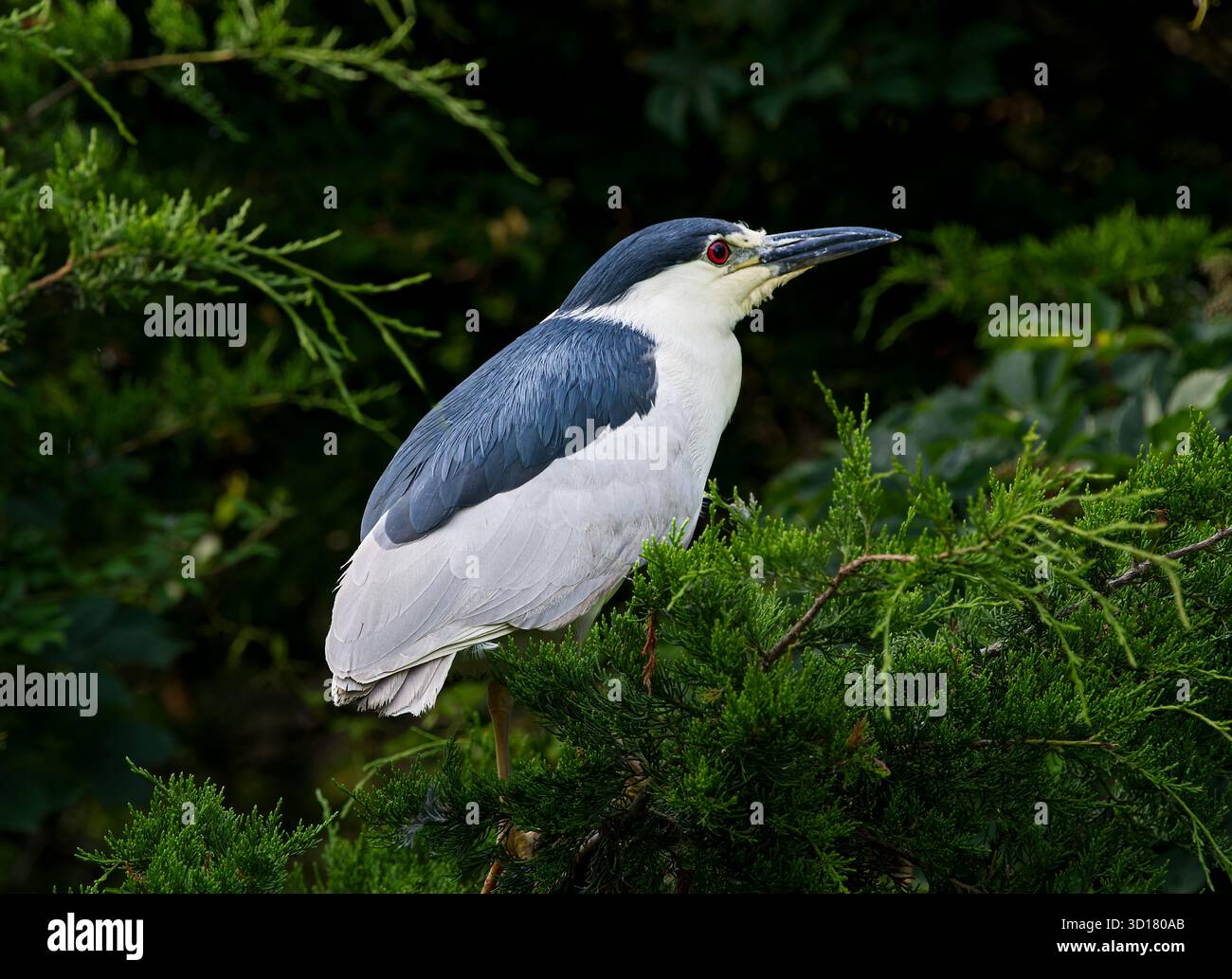 Bihoreau gris Banque D'Images