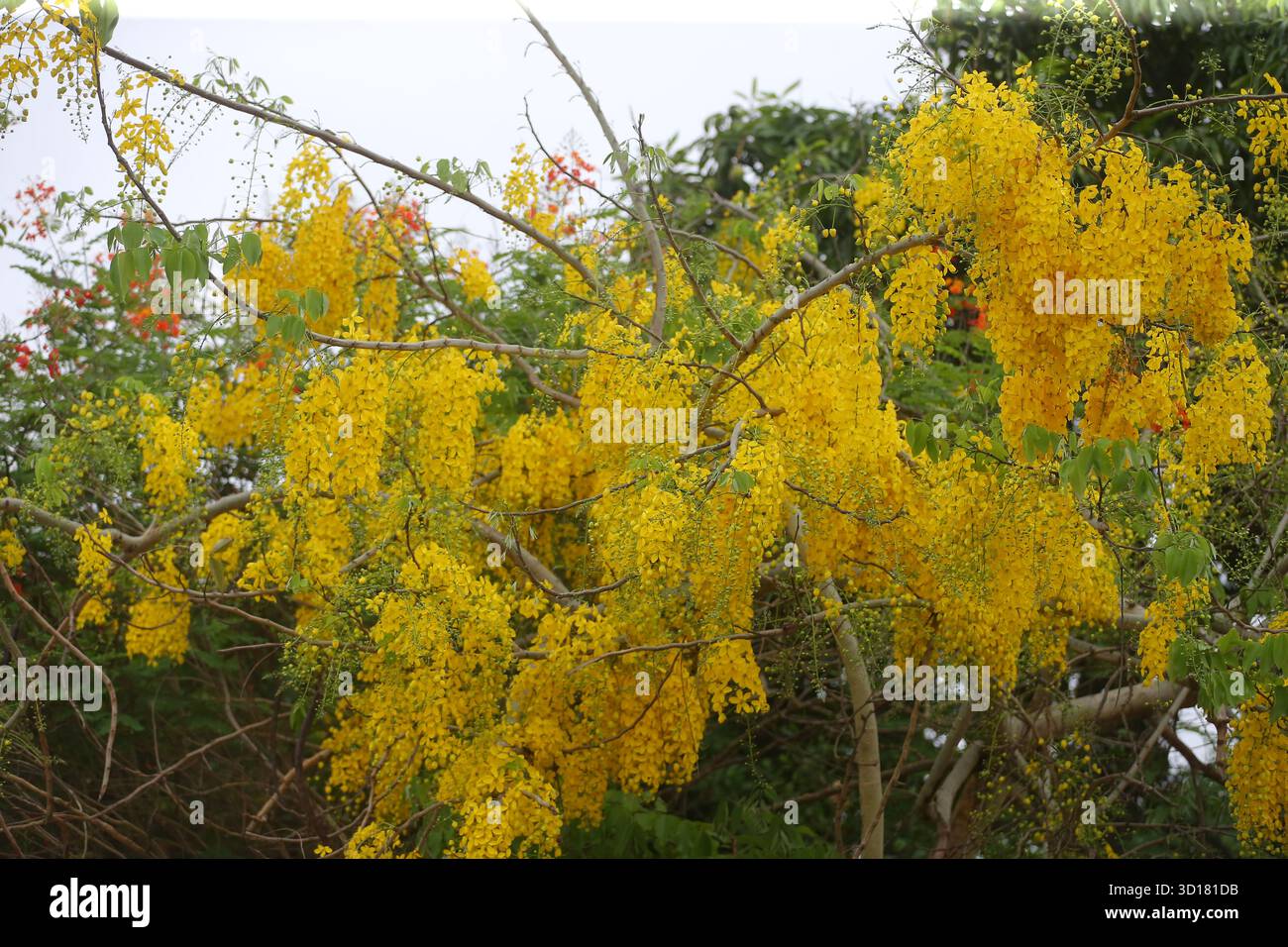 Ovember 27, 2024 : grappe de fleurs jaunes en grappes, suspendues aux branches d'un arbre. Banque D'Images